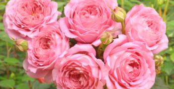 Opis anglickej oslavy Rose Jubili: recenzie záhradníkov