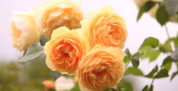 Skrivnosti uspešnega gojenja velike cvetne vrtnice Golden Celebration