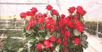 Nizozemske vrtnice: značilne in najboljše sorte