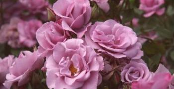 Vijolične vrtnice: najboljše sorte, njihova pridelava