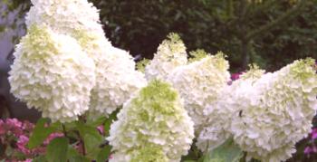Hydrangea Bobo trpaslíkov v záhrade: pravidlá výsadby a starostlivosti