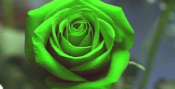 15 z najkrajších a najelegantnejších zelených ruží: mená, popisy a fotografie