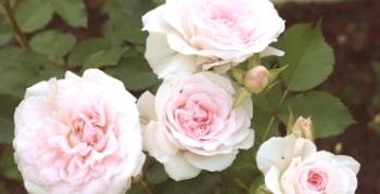 Štandardná ruža: pestovanie a starostlivosť