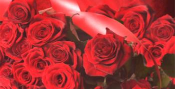 Najbolj spektakularne in elegantne rdeče vrtnice: 20 sort s fotografijami