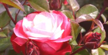 Odrôdové charakteristiky a pestovanie dvojfarebnej ruže Nostalgie