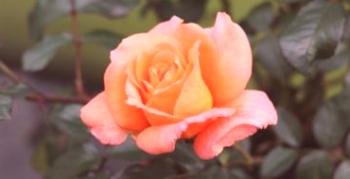 Jemná ruža Belvedere - očarujúci hybrid pre záhradu a skleník