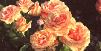 Čo je pozoruhodné na hybridnej čajovej ruži Ashram: opis a pestovanie