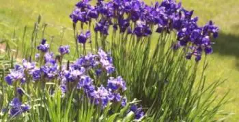 Skrivnosti pridelave in uporabe sibirske Iris na vrtu