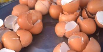 Jajčna lupina kot gnojilo za vrt: značilnosti aplikacije