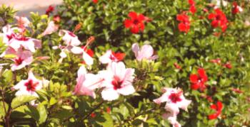 Kako posaditi in gojiti drevesni sirski hibiskus na vrtu