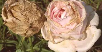 Bolezni vrtnic in njihovo zdravljenje