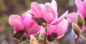 Okrasimo vrt z eksotičnimi rastlinami: sajenje in skrb za magnolijo Sulange