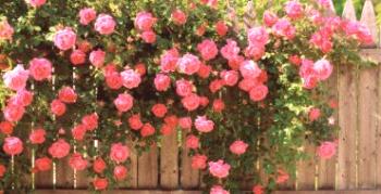 Pravila za sajenje in gojenje plezalnih vrtnic