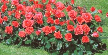 Rysy odrôd ruží Floribunda