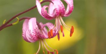 Všetko o lily martagonized: popis, užitočné vlastnosti a jemnosti kultivácie